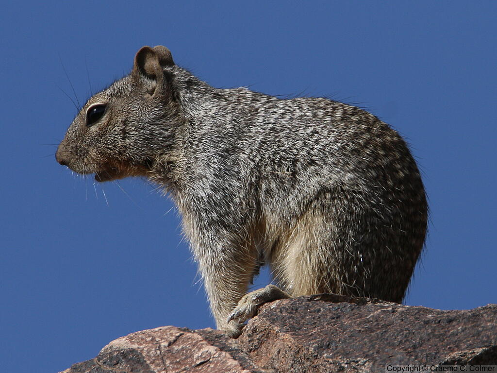 Rock Squirrel (Otospermophilus variegatus) - Adult