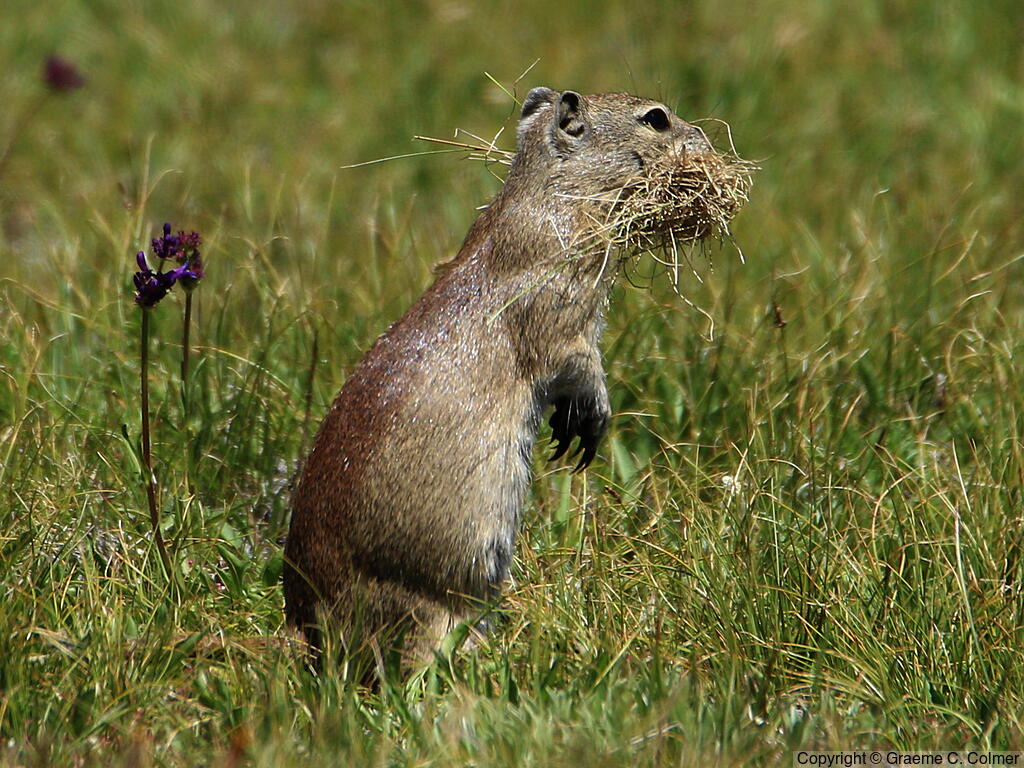 Belding's Ground Squirrel (Urocitellus beldingi) - Adult