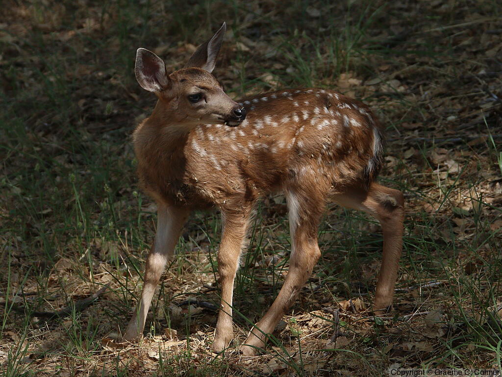 Mule Deer (Odocoileus hemionus) - Juvenile