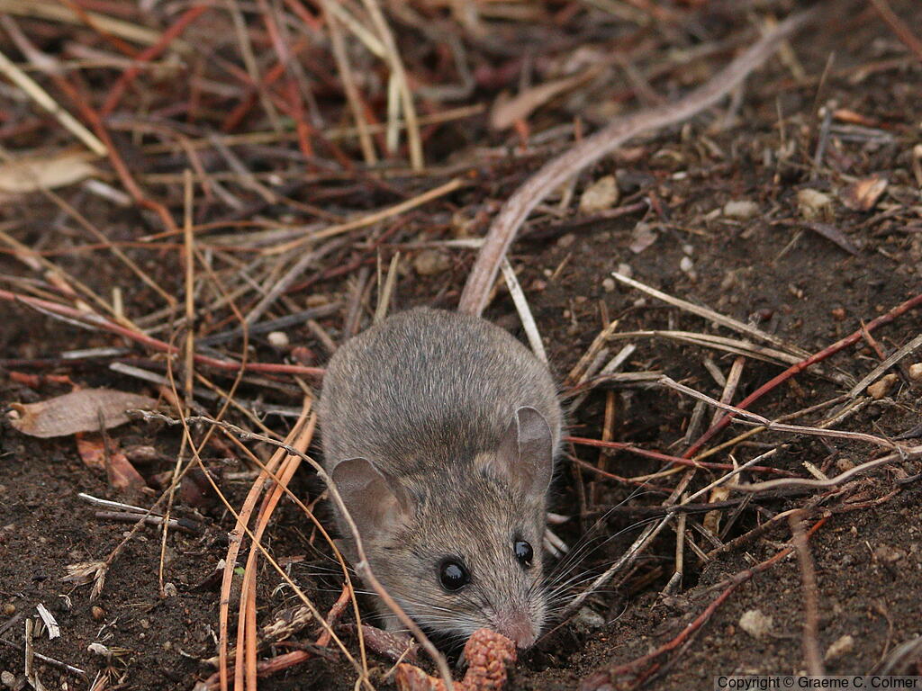 North American Deermouse (Peromyscus maniculatus) - Adult