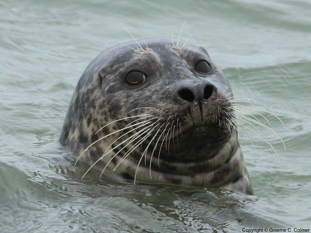 Common Seal (Phoca vitulina) - Adult