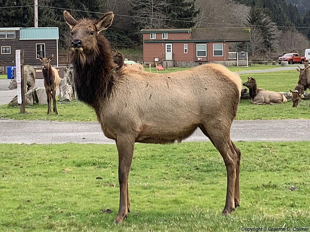 Elk (Cervus canadensis) - Adult female