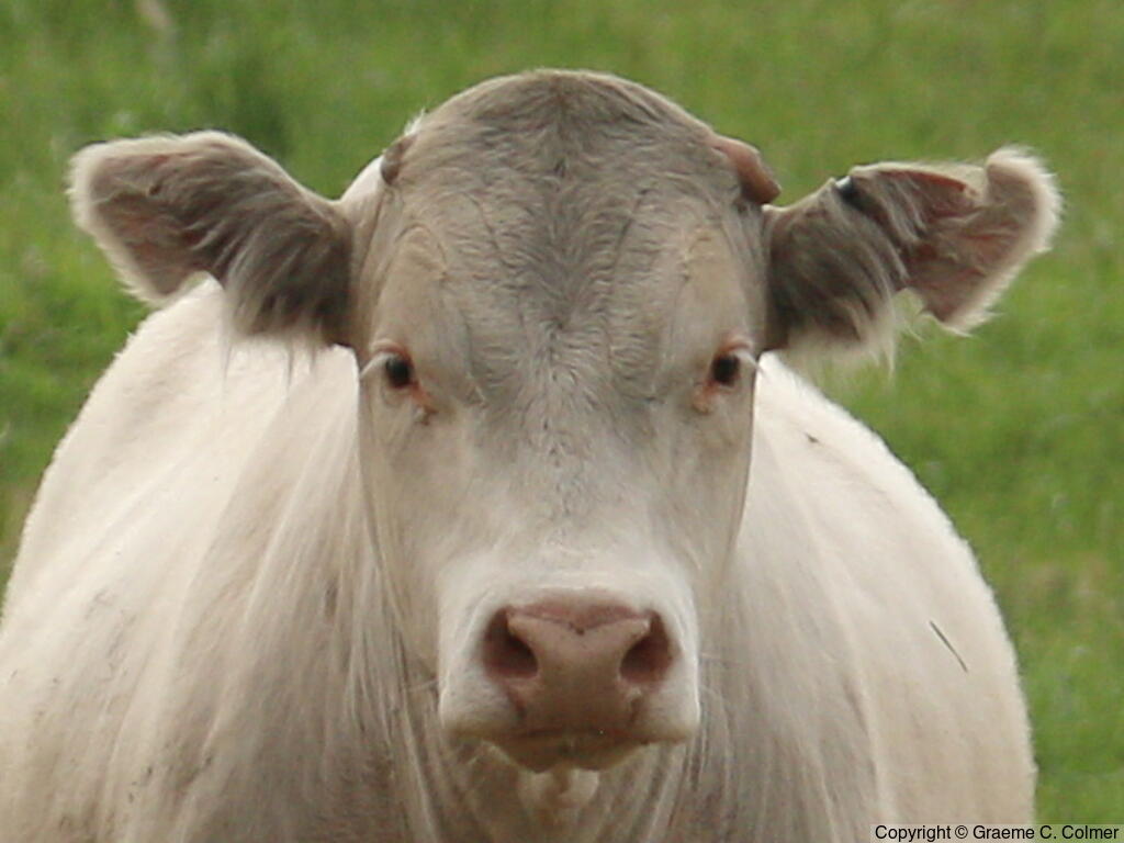 Aurochs (Bos taurus) - Adult