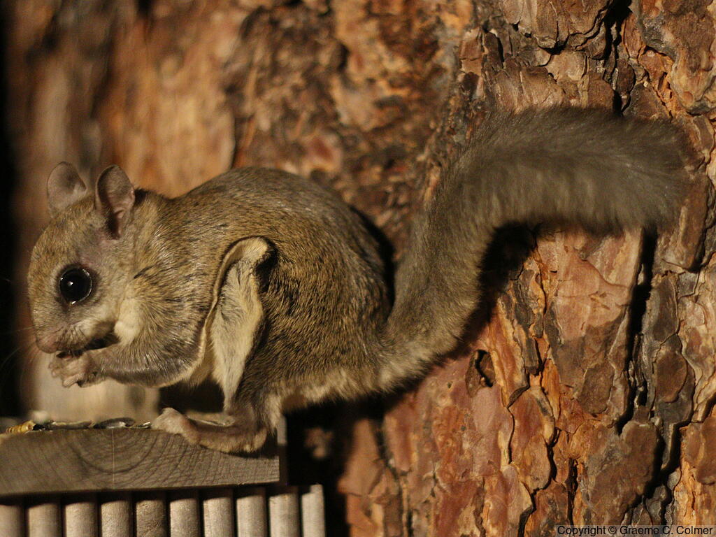 Humboldt's Flying Squirrel (Glaucomys oregonensis) - Adult