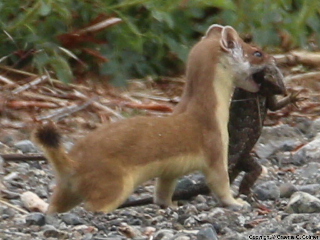 Ermine (Mustela erminea) - Adult
