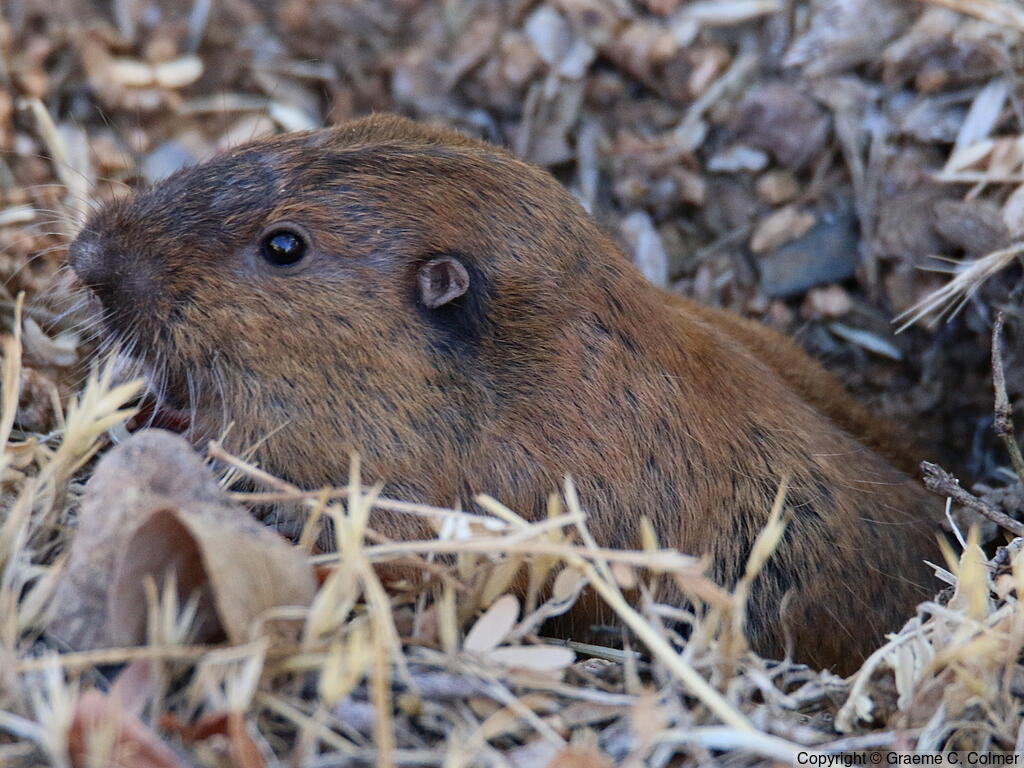 Botta's Pocket Gopher (Thomomys bottae) - Adult