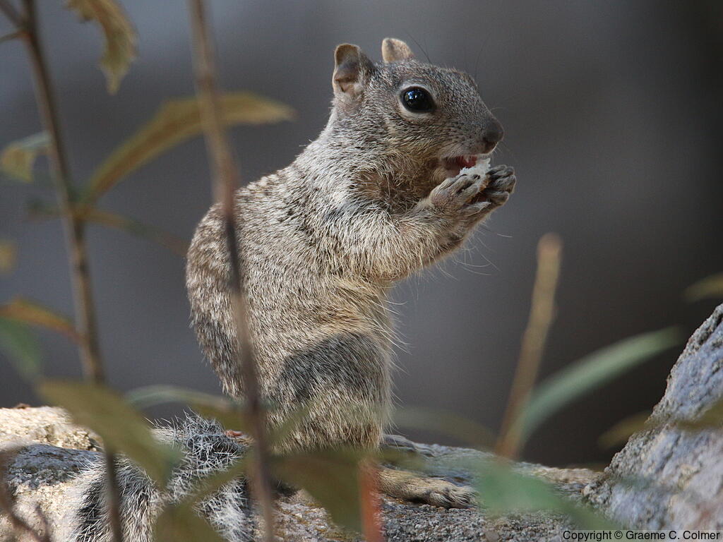 Rock Squirrel (Otospermophilus variegatus) - Adult