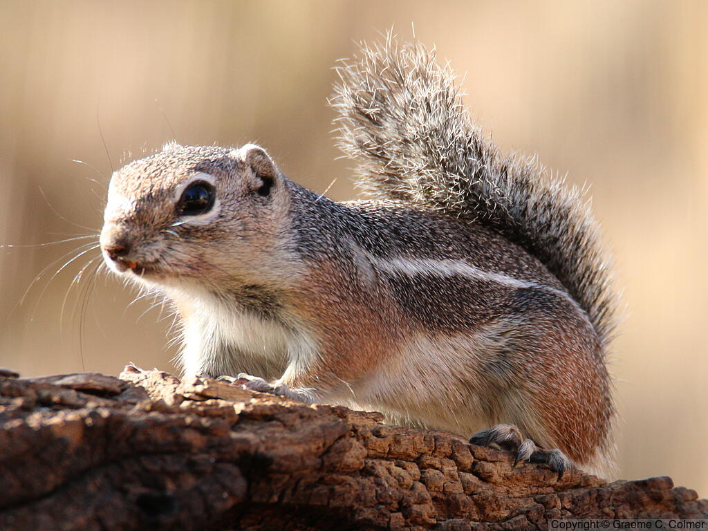 Harris's Antelope Squirrel (Ammospermophilus harrisii) - Adult
