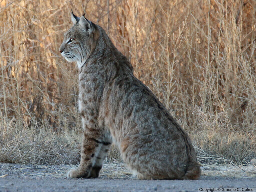 Bobcat (Lynx rufus) - Adult