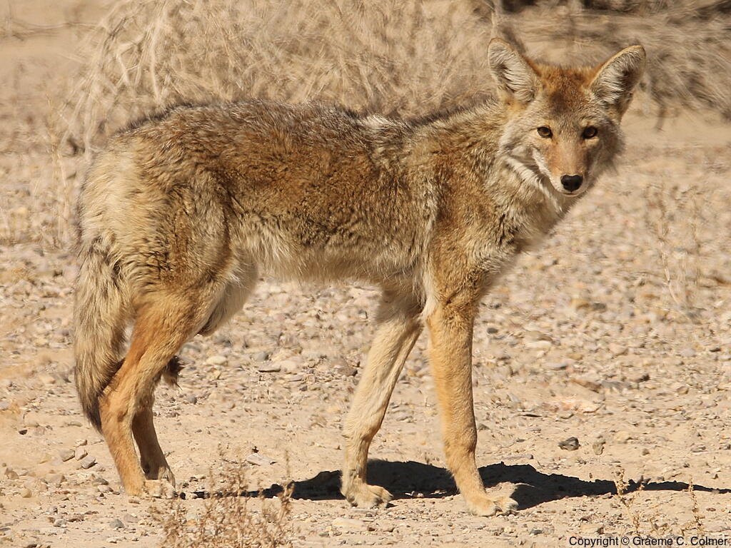 Coyote (Canis latrans) - Adult