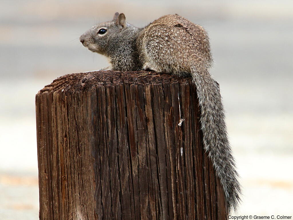 California Ground Squirrel (Otospermophilus beecheyi) - Adult