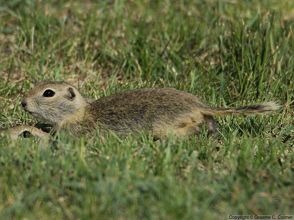 Richardson's Ground Squirrel (Urocitellus richardsonii) - Adult