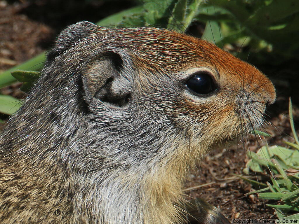Uinta Ground Squirrel (Urocitellus armatus) - Adult