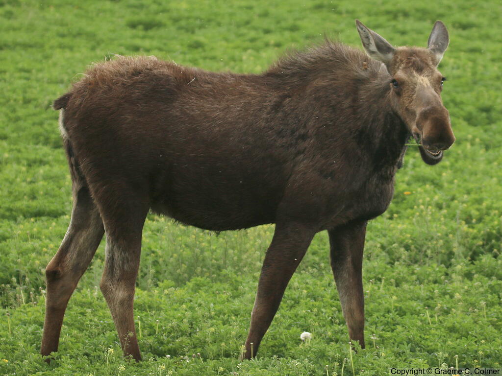 Moose (Alces americanus) - Female