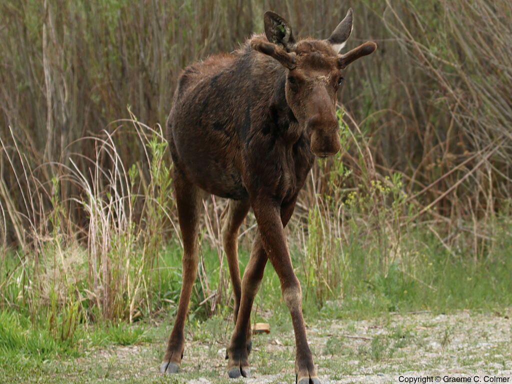Moose (Alces americanus) - Male