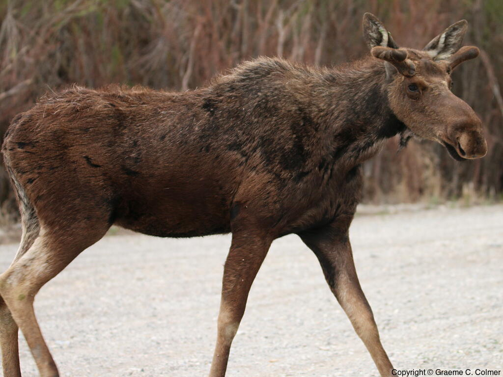 Moose (Alces americanus) - Male