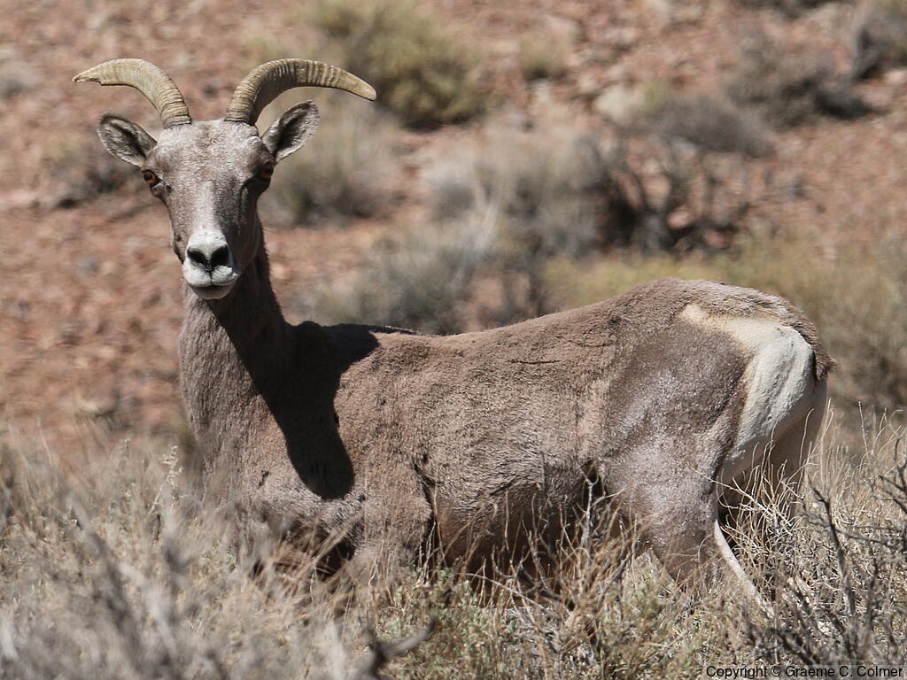 Bighorn Sheep (Ovis canadensis) - Adult