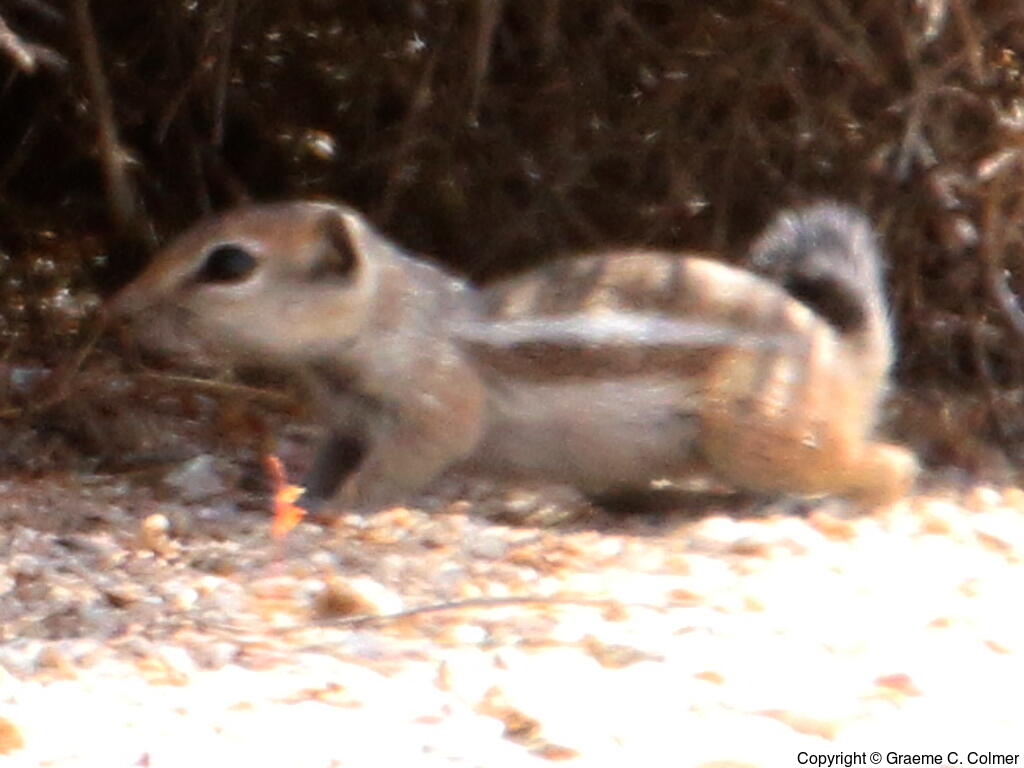 Mohave Ground Squirrel (Xerospermophilus mohavensis) - Adult