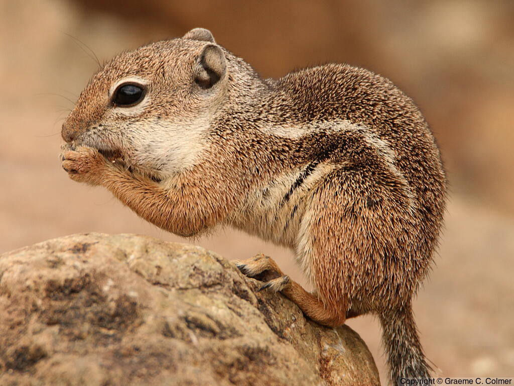 Harris's Antelope Squirrel (Ammospermophilus harrisii) - Adult