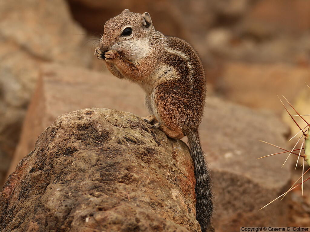 Harris's Antelope Squirrel (Ammospermophilus harrisii) - Adult
