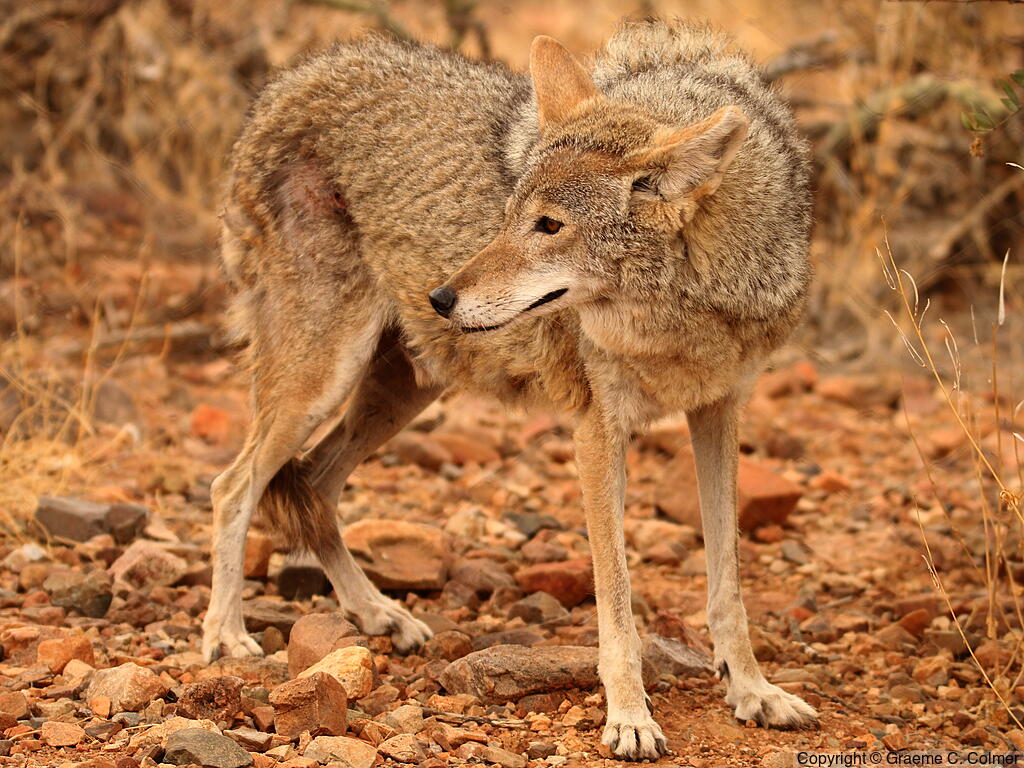 Coyote (Canis latrans) - Adult