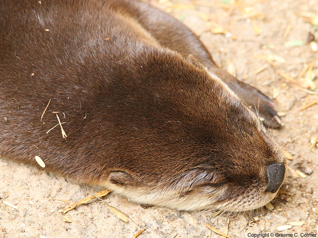River Otter (Lontra canadensis) - Adult