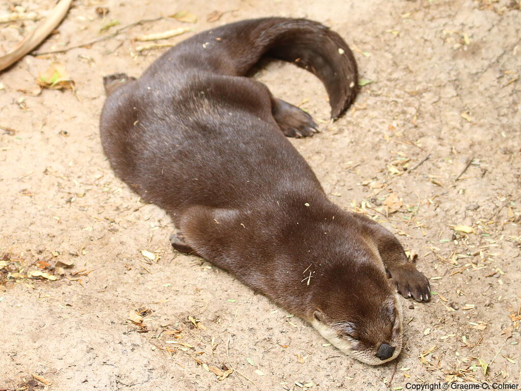 River Otter (Lontra canadensis) - Adult