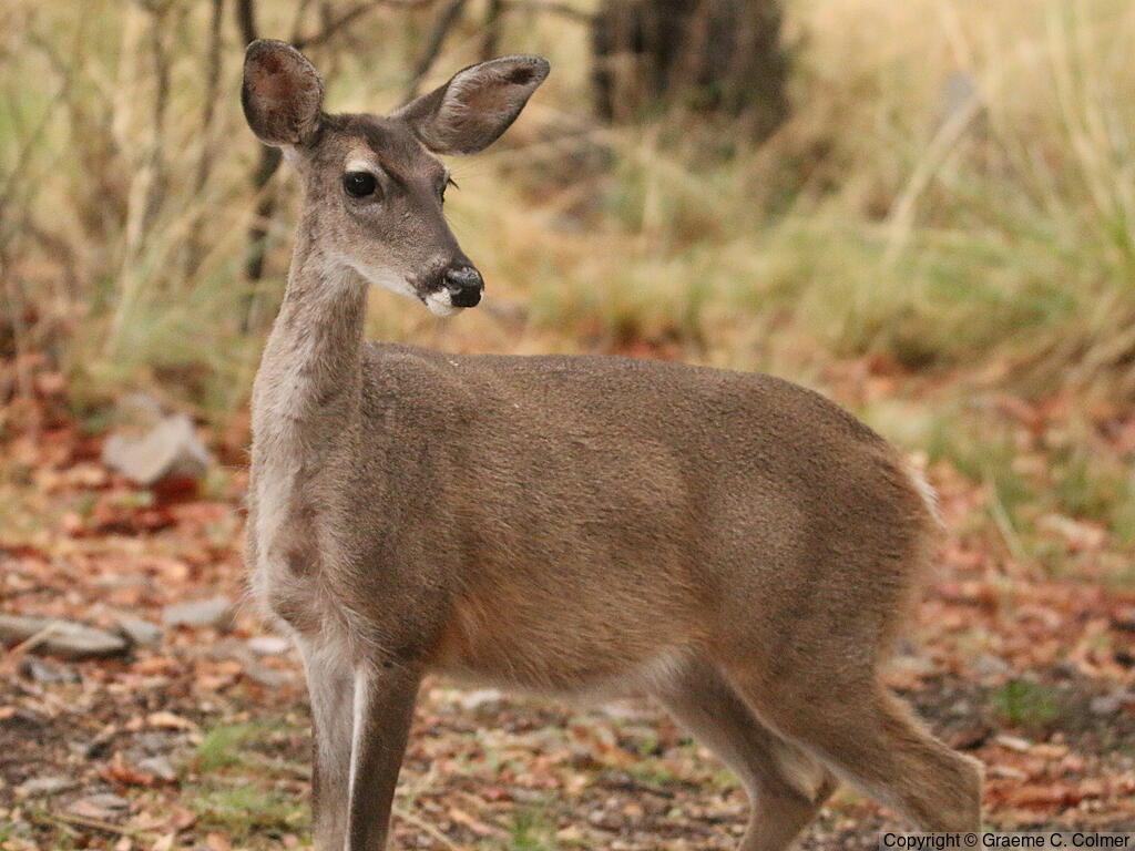 White-tailed Deer (Odocoileus virginianus) - Adult female