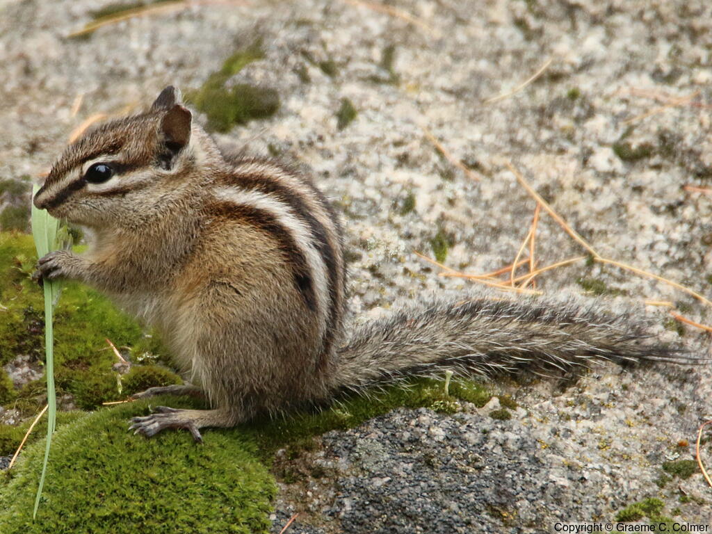 Townsend's Chipmunk (Neotamias townsendii) - Adult