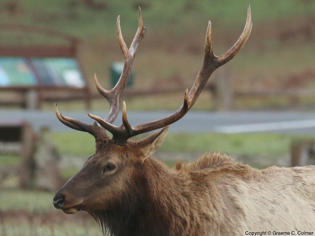 Elk (Cervus canadensis) - Adult male