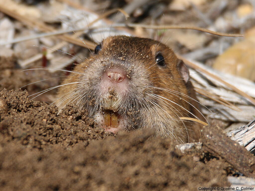 Botta's Pocket Gopher (Thomomys bottae) - Adult