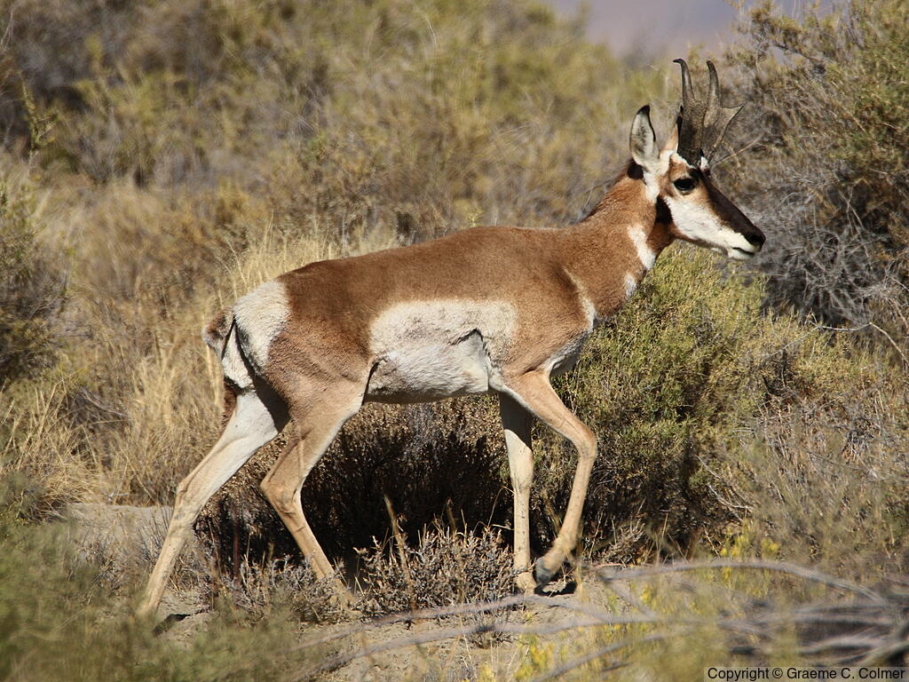 Pronghorn (Antilocapra americana) - Adult male