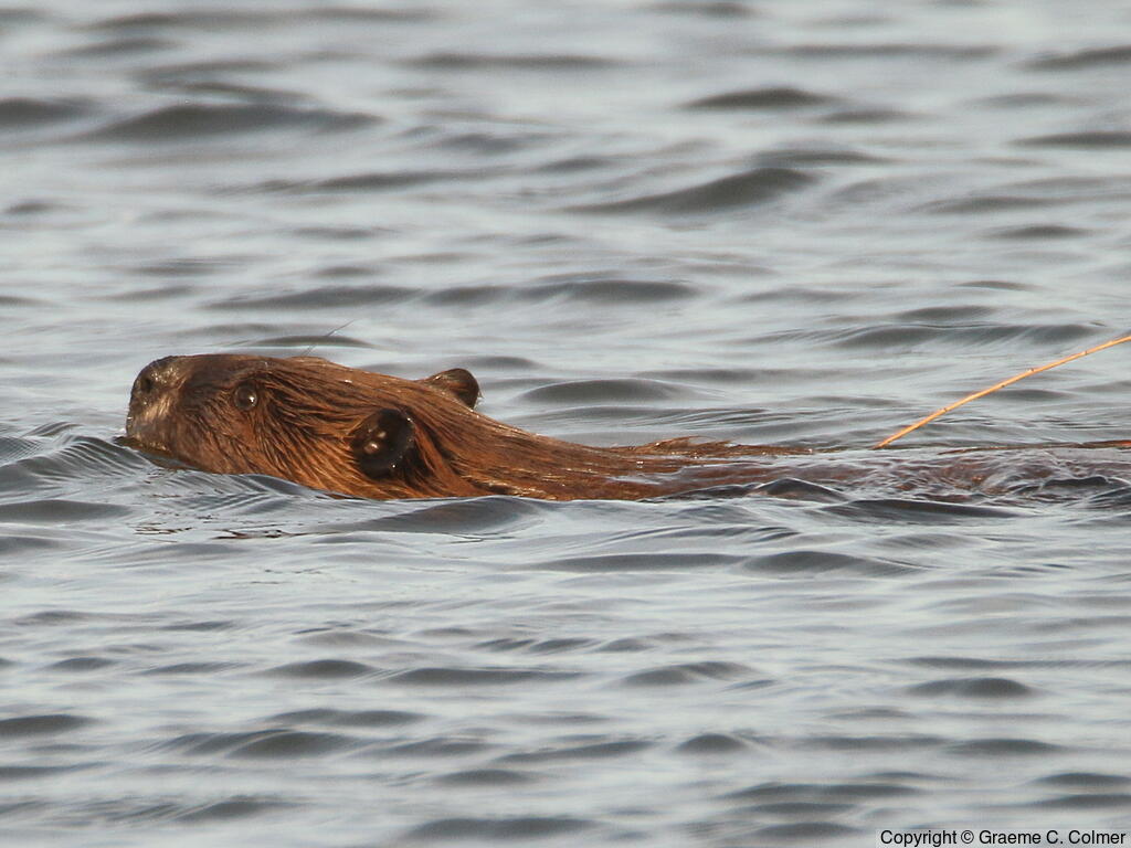 American Beaver (Castor canadensis) - Adult