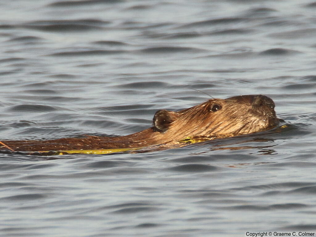 American Beaver (Castor canadensis) - Adult