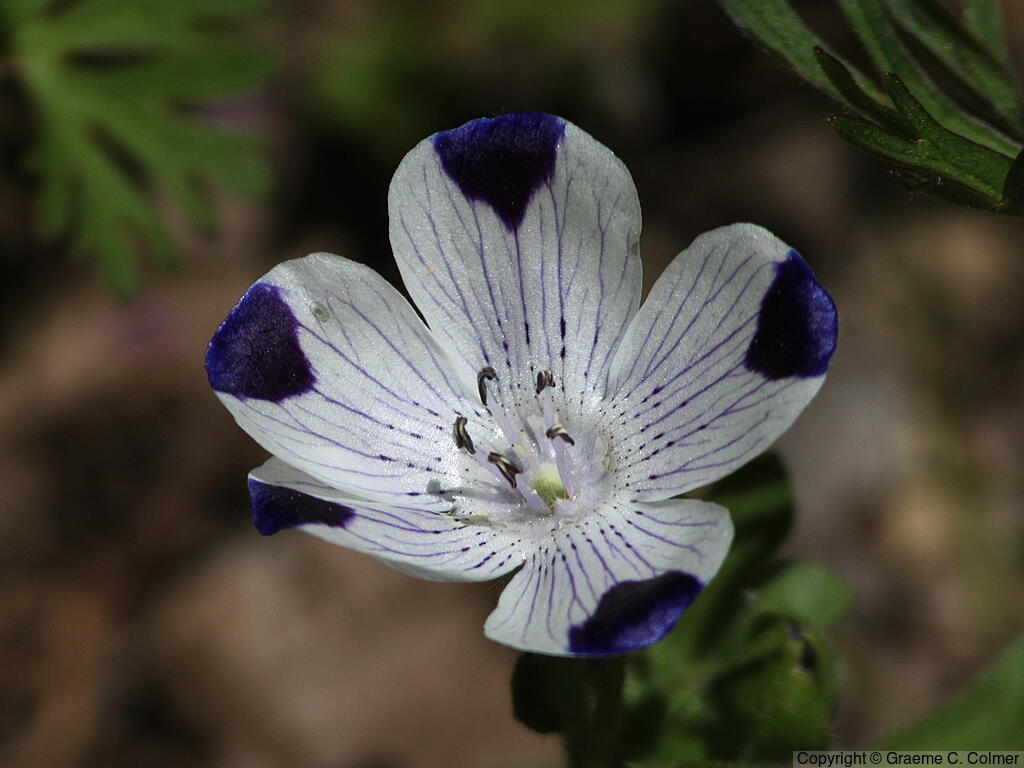 Fivespot (Nemophila maculata) - Fivespot