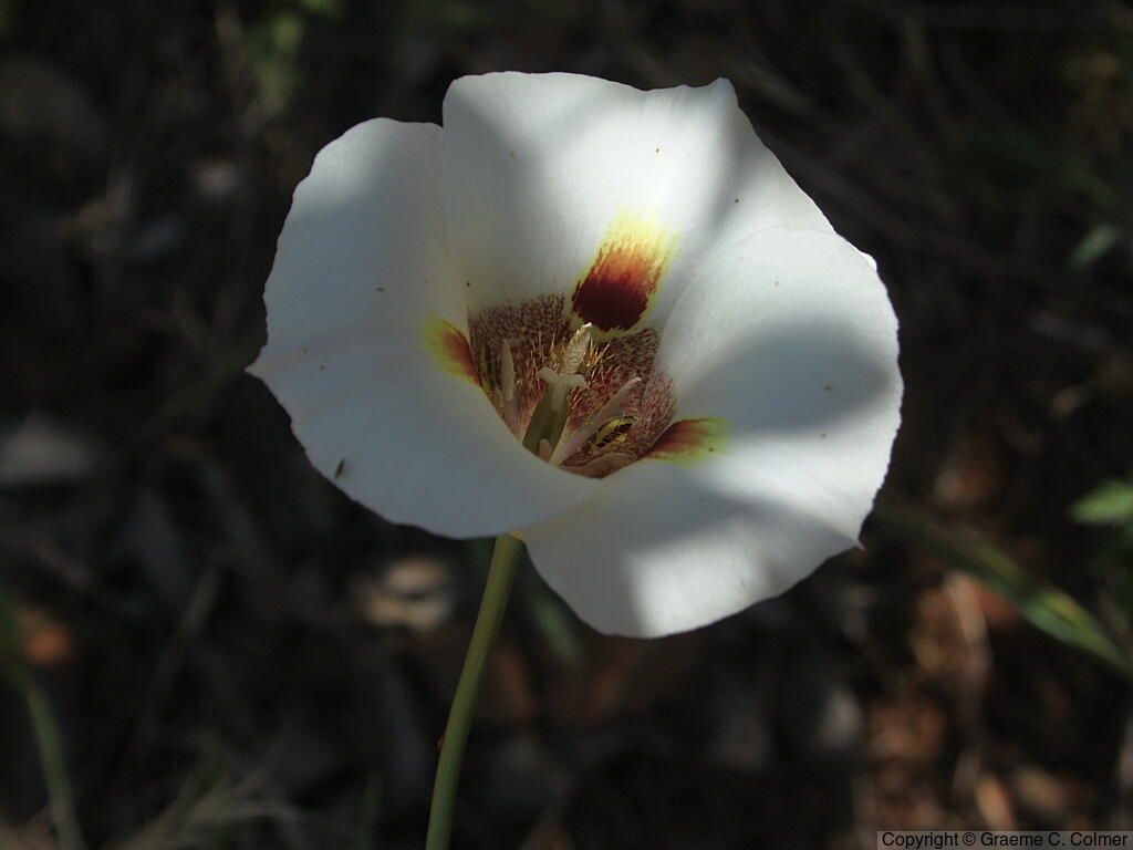 Butterfly Mariposa Lily (Calochortus venustus) - Butterfly Mariposa Lily