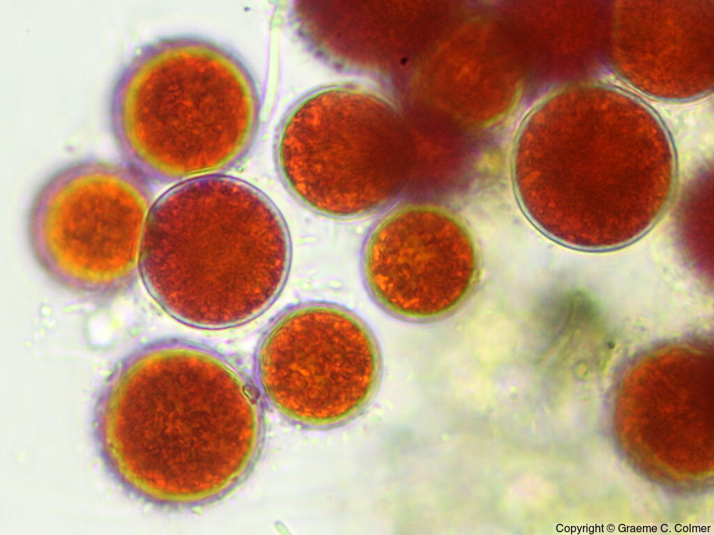 Haematococcus pluvialis - Haematococcus pluvialis