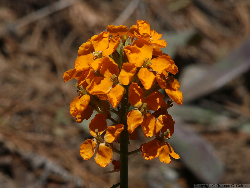 Coast Wallflower (Erysimum capitatum) - Western wallflower