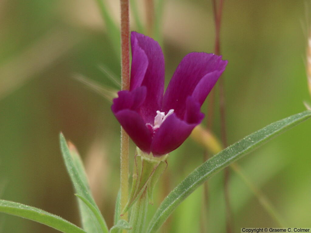 Winecup Clarkia (Clarkia purpurea) - Winecup Clarkia