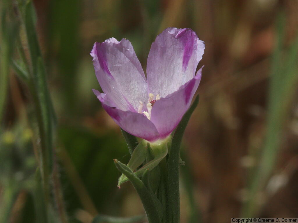 Winecup Clarkia (Clarkia purpurea) - Winecup Clarkia