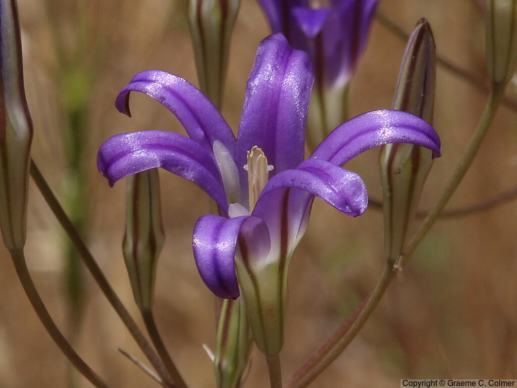 Crown Brodiaea (Brodiaea coronaria) - Crown Brodiaea