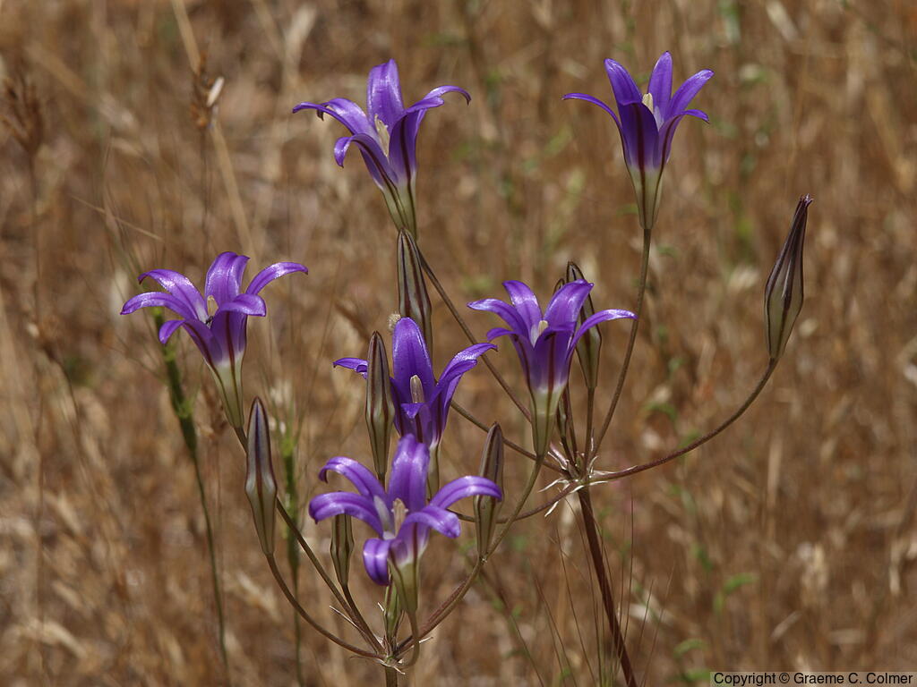 Crown Brodiaea (Brodiaea coronaria) - Crown Brodiaea