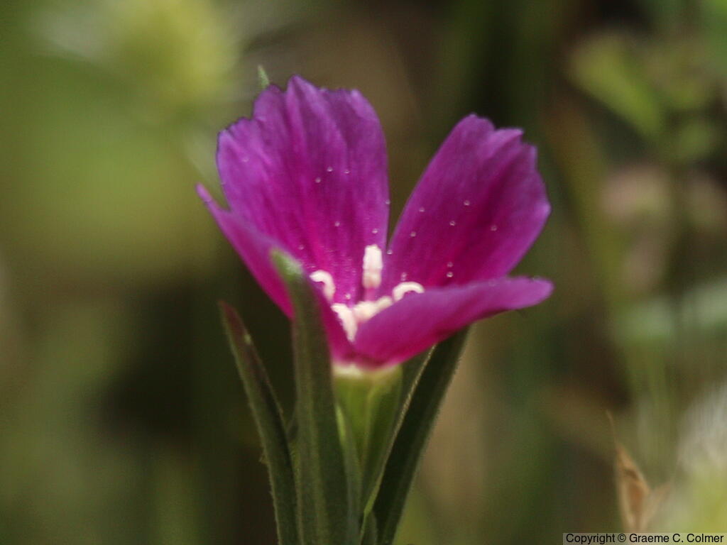 Winecup Clarkia (Clarkia purpurea) - Winecup Clarkia