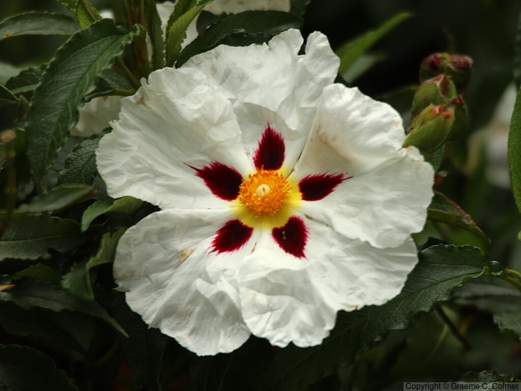 Common Gum Cistus (Cistus ladanifer) - Gum Rockrose