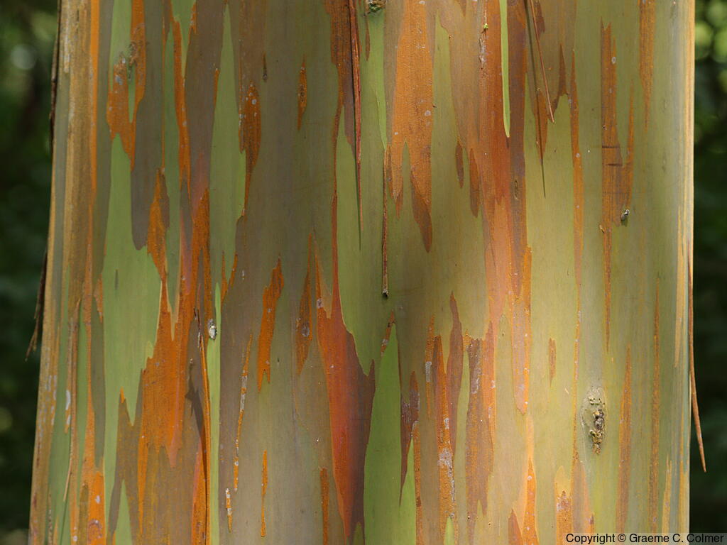 Indonesian Gum (Eucalyptus deglupta) - Tree trunk detail