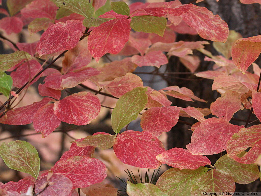 Pacific Dogwood (Cornus nuttallii) - Pacific Dogwood