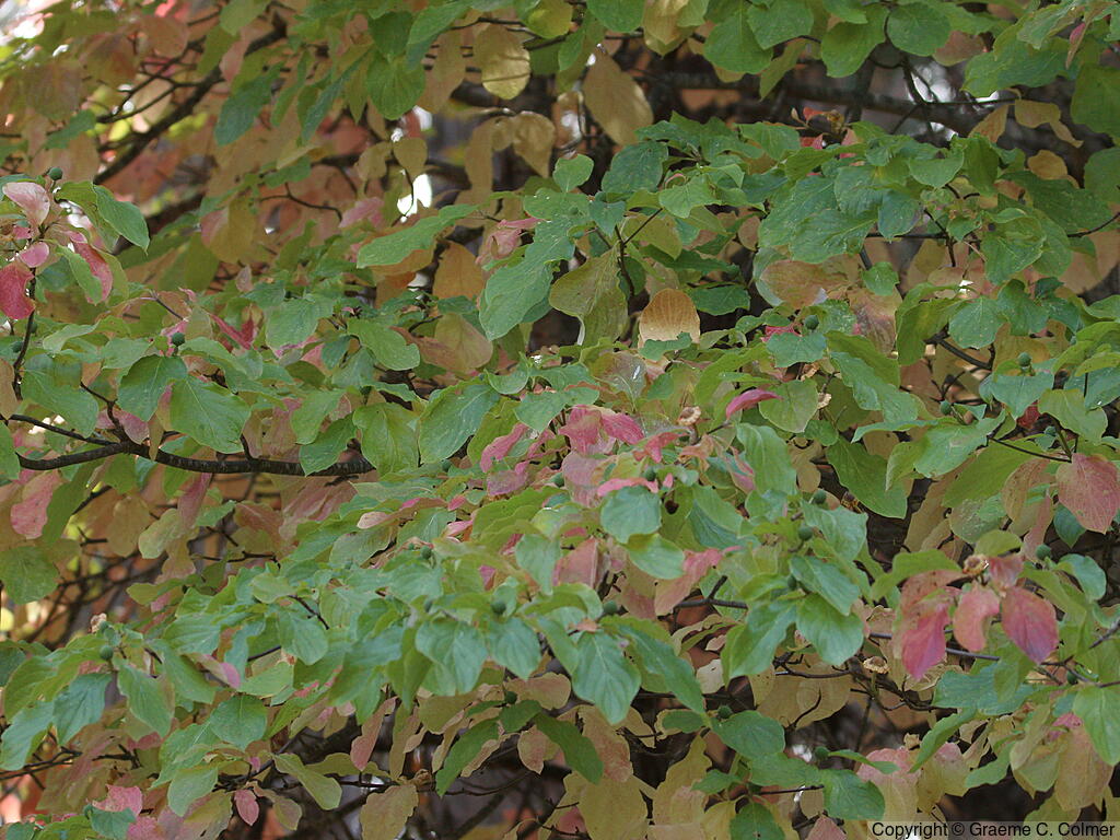 Pacific Dogwood (Cornus nuttallii) - Pacific Dogwood