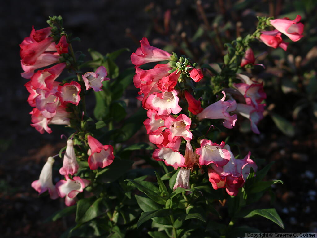 Baccharisleaf Beardtongue (Penstemon baccharifolius) - Rock Penstemon