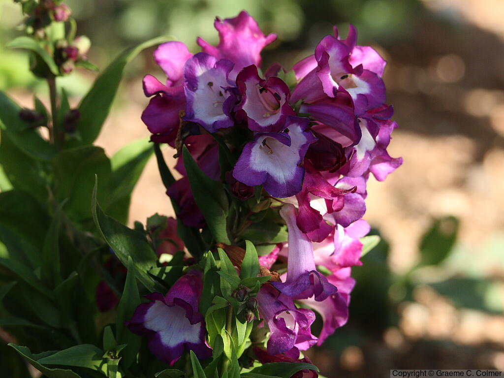 Baccharisleaf Beardtongue (Penstemon baccharifolius) - Rock Penstemon