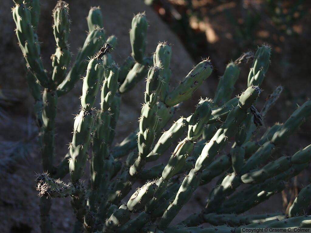 Cylindropuntia acanthocarpa - Buckhorn Cholla
